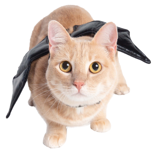 batman cat